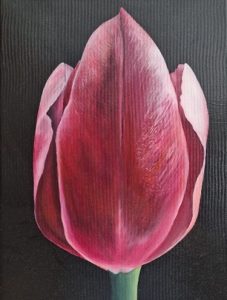 Tulip